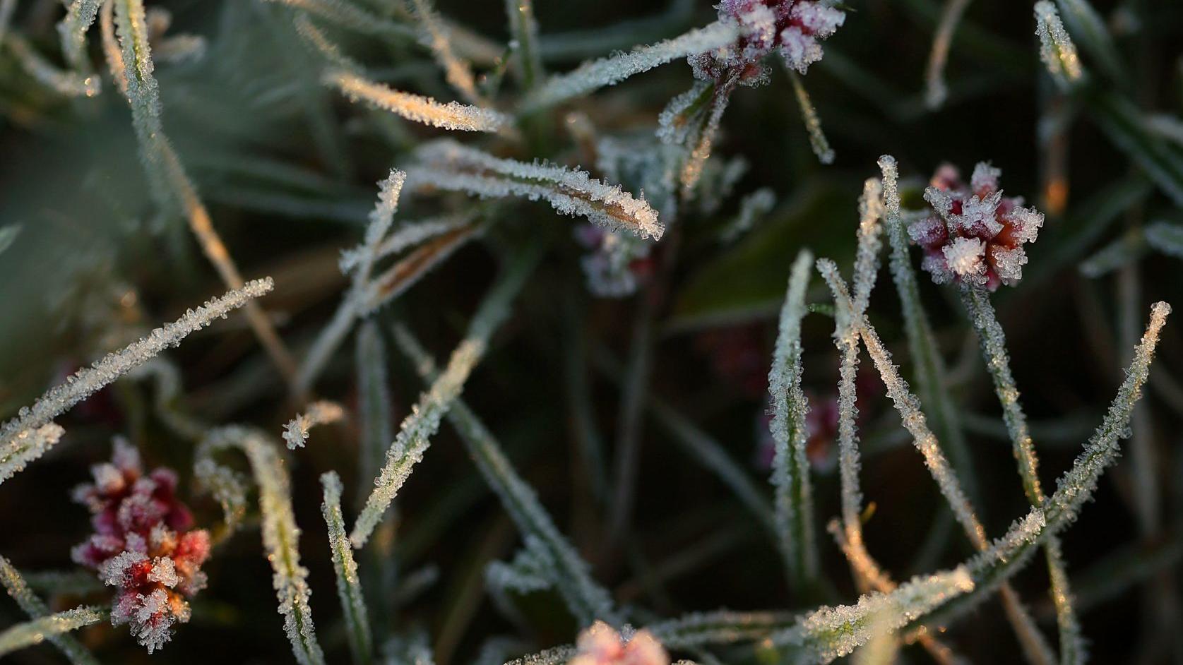 Freezing temperatures expected Monday night in St. Louis